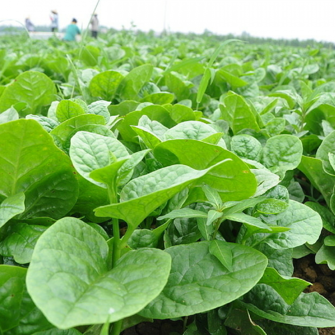 Rau Mồng Tơi Hữu Cơ Đại Ngàn - Ảnh 3
